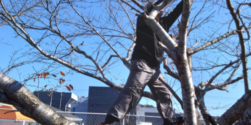 2025.12.07　桜の枝切を行いました。